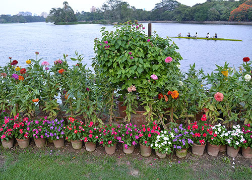 Rowing Bay and Flowers